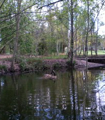 all sports park pond